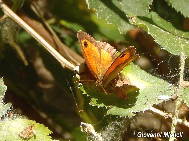 Parco del Ticino :incontri del 18/7/15